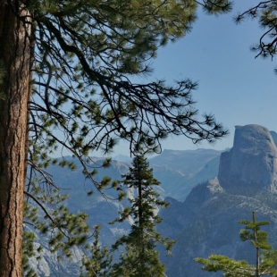 Half Dome and pines